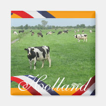 Vacas del Frisian en regalo anaranjado del imán de