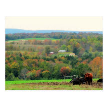 Vacas del otoño tarjetas postales