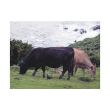 Vacas del sur de la costa dos de Devon y un grajo Lona Estirada Galerias