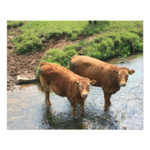 Vacas en el campo de Devon, Reino Unido Arte Fotográfico