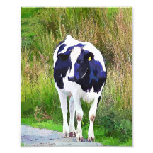 VACAS FOTOGRAFIA