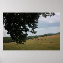 Vacas negras de Angus en el Carolinas Poster