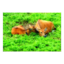 Vacas Nuzzling Arte Fotografico
