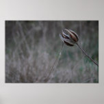 Vaina vieja del Milkweed Impresiones
