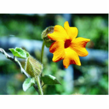 Vainas de plantas de vides de las flores esculturas fotográficas