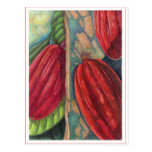Vainas del cacao postales