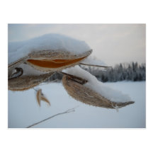 Vainas nevadas del Milkweed Postal