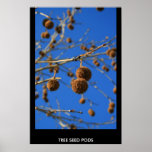 Vainas poster, impresión de la semilla del árbol