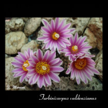 Valdenzianus de Turbinicarpus posters