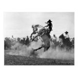 Vaquero en un caballo salvaje bucking tarjetas postales