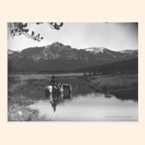 Vaquero y caballo en una charca tarjetas postales