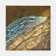 Varanus Azul-Manchado Macraei del monitor del árbo Iman