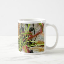 Varias plantas taza de café