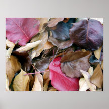 Variedad de hojas posters