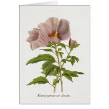 Variedades del syriacus del hibisco chinensis por  tarjetas