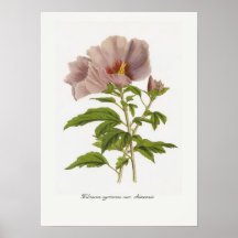 Variedades del syriacus del hibisco chinensis poster