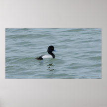 Varón del mayor Scaup Posters