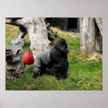 Varón del silverback del gorila de la tierra baja  posters