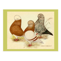 Vasos tres tarjetas postales
