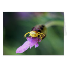 Vatia de Misumena del ~ de la araña del cangrejo d Felicitación