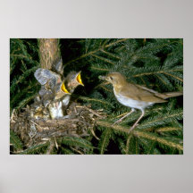 Veery con los jóvenes impresiones