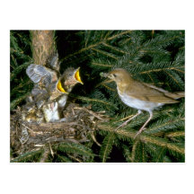 Veery con los jóvenes postal