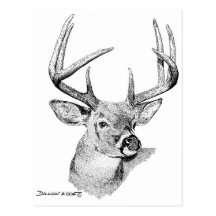 Venado de cola blanca tarjeta postal