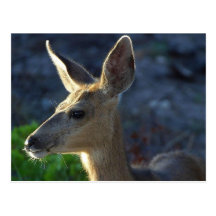 Venado de cola blanca tarjetas postales