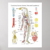 Venas circulatorias de las arterias de la carta de impresiones