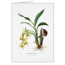 Ventricosum del Cycnoches Felicitaciones