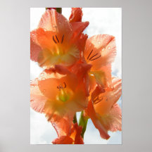 Ver-por Gladiolas Poster