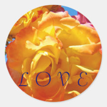 Verano anaranjado de la flor del rosa amarillo de 