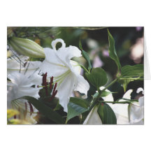 Verano, lirios del Blanca de las casas Felicitaciones