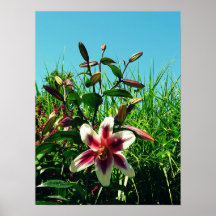Verano y flores del cielo azul posters