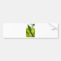 Verde de la mañana etiqueta de parachoque