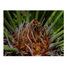 Verde de la planta postal