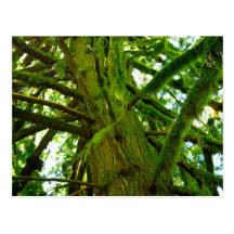 Verde de Oregon Tarjetas Postales