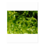 verde tarjeta postal