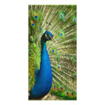 VERDES AZULES REALES del PAVO REAL Peacock-phasian Tarjetas Con Fotos Personalizadas