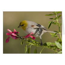 Verdin Tarjetas