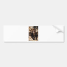 Verraco del oso grizzly etiqueta de parachoque