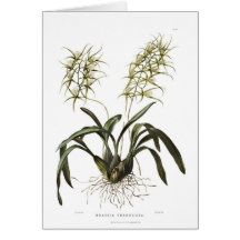 Verrucosa del Brassia Felicitación