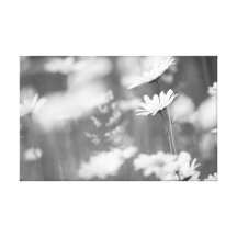 Verträumte Blumenwelt Leinwandbild Leinwanddrucke