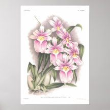 Vexillaria del Miltonia Posters