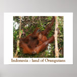 Viajando la tierra de orangutanes posters