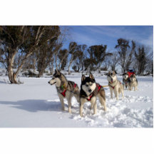 Viajes australianos del sleddog esculturas fotograficas
