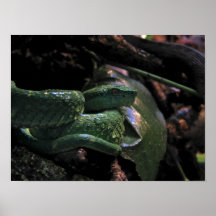 Víbora de la palma posters