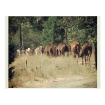 Vida en el rancho postales
