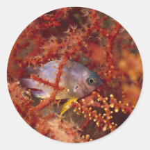 Vida marina - pescado pegatina