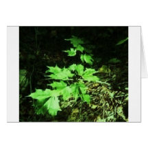vida vegetal 2 del pgoto felicitaciones